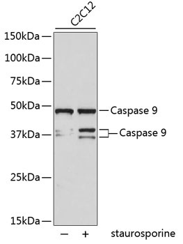 Caspase 9 Antibody [A7C3]