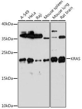 KRAS Antibody