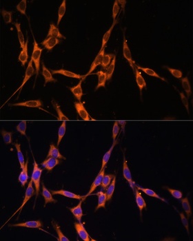 KRAS Antibody