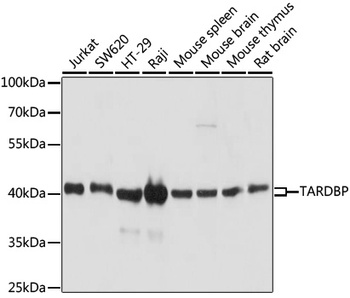 TARDBP Antibody