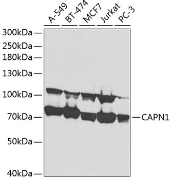 CAPN1 Antibody