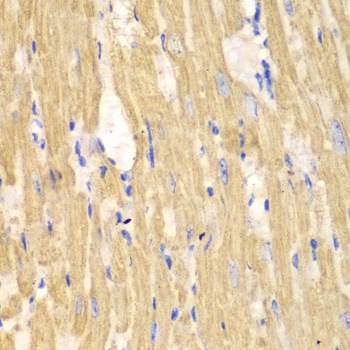 CAPN1 Antibody