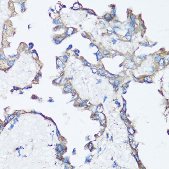 SRC Antibody