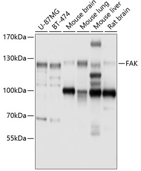 FAK Antibody