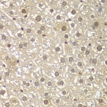 MAD1L1 Antibody