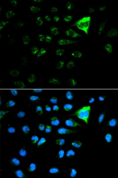 CDKN1A Antibody