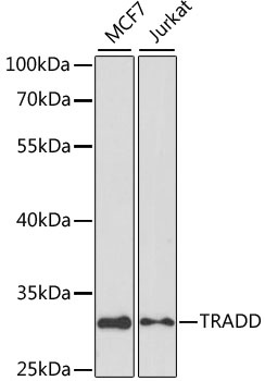 TRADD Antibody