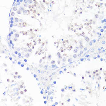 EGFR Antibody