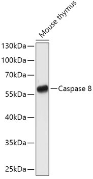 Caspase 8 Antibody