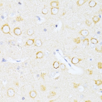 Caspase 8 Antibody