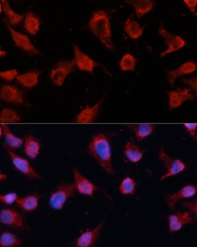 Caspase 8 Antibody