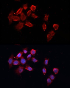 Caspase 8 Antibody