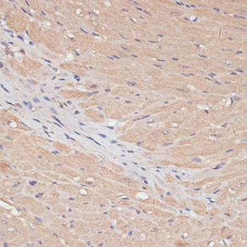 YAP1 Antibody
