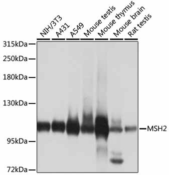 MSH2 Antibody