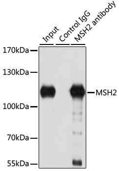 MSH2 Antibody