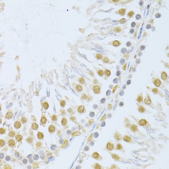 POLR2A Antibody