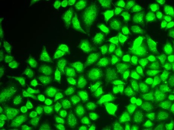 NFKB1 Antibody