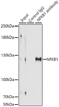 NFKB1 Antibody