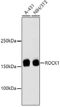 ROCK1 Antibody [H5E4]