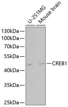CREB1 Antibody