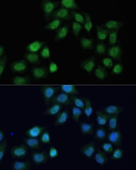 CREB1 Antibody