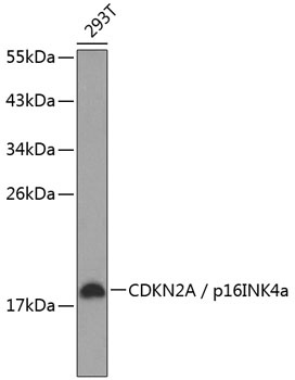 CDKN2A / p16INK4a Antibody