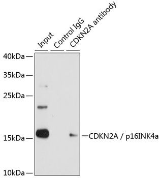 CDKN2A / p16INK4a Antibody