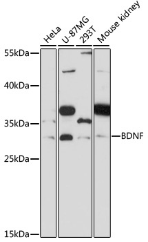 BDNF Antibody