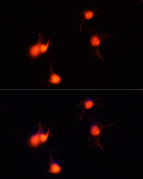 BDNF Antibody