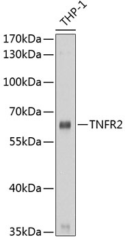 TNFR2 Antibody