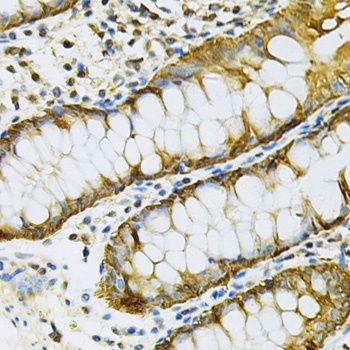 HSP90AB1 Antibody