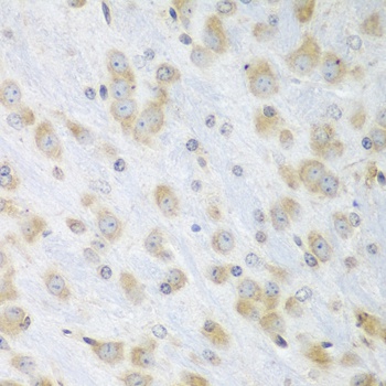 PDIA3 Antibody