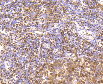 CREB1 Antibody [E0D3]