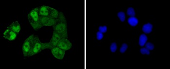 CREB1 Antibody [E0D3]