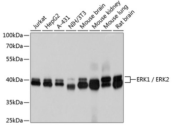 ERK1 / ERK2 Antibody [7G3B1]