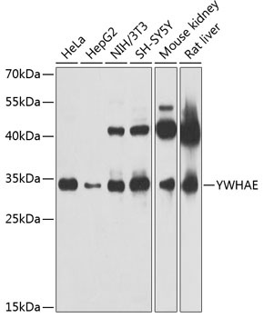 YWHAE Antibody