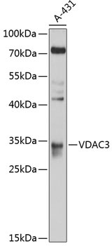 VDAC3 Antibody
