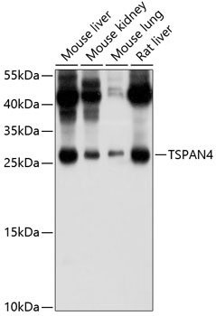 TSPAN4 Antibody