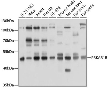 PRKAR1B Antibody