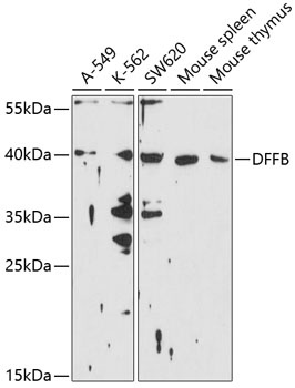DFFB Antibody