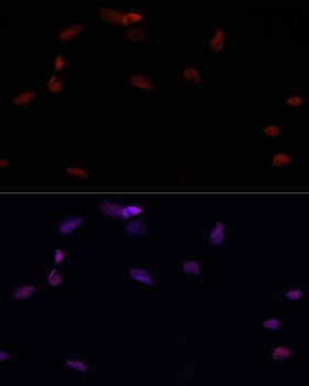 YAP1 Antibody