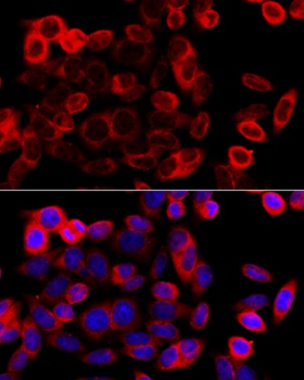 HSP90B1 Antibody