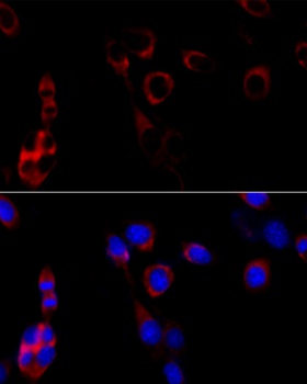 HSP90B1 Antibody