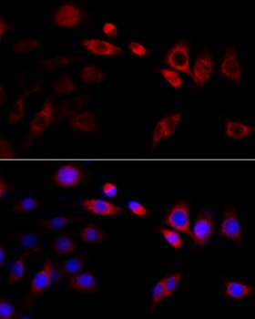 HSP90B1 Antibody