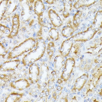Caspase 1 Antibody