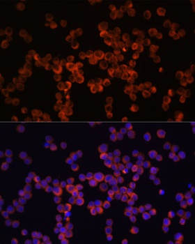 Caspase 1 Antibody