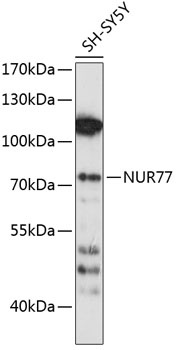 NUR77 Antibody