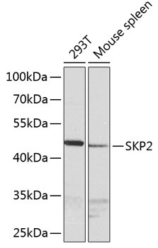 SKP2 Antibody