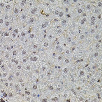 SKP2 Antibody