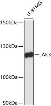 JAK3 Antibody